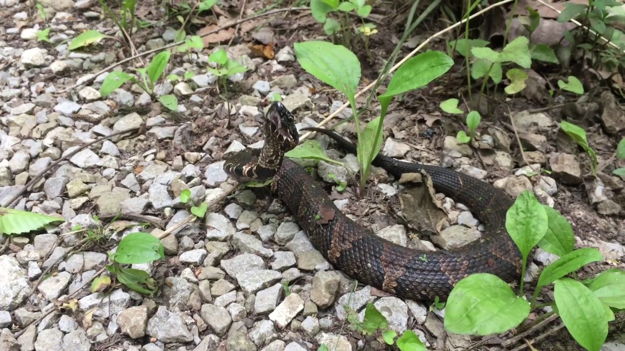 camera iphone 8 plus apk Cottonmouth