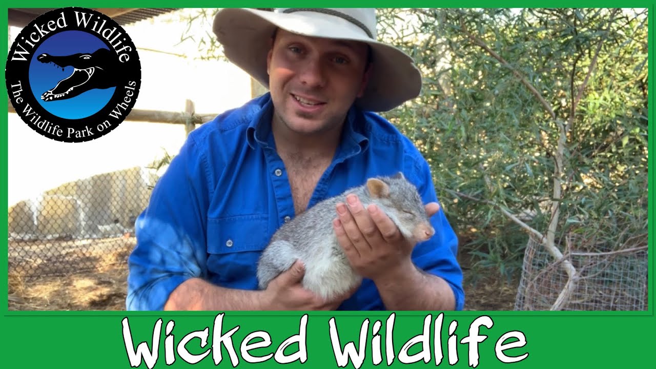 wickedsick Bettongs - Miniature Macropods