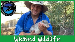 Bettongs - Miniature Macropods