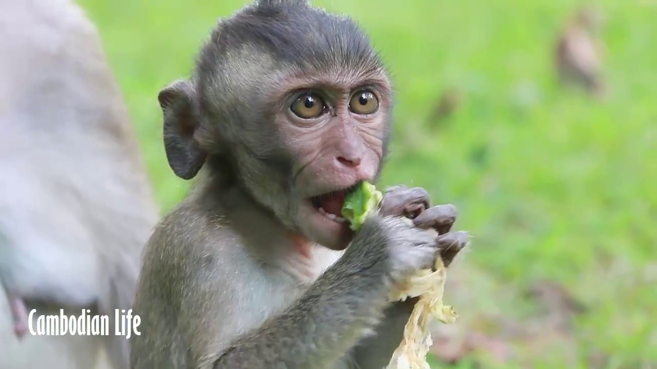 Top Amazing Monkey Mating Video Happy With Monkey Meeting Beautiful girl at Angkor Wat