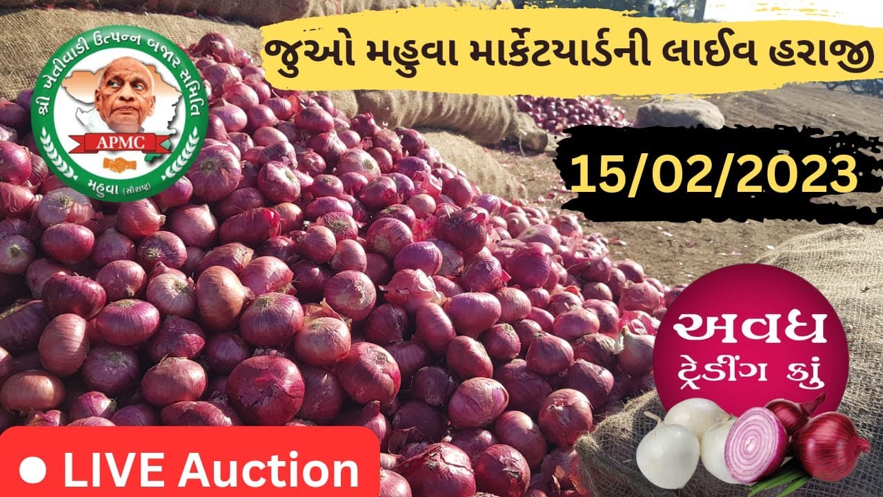 Live હરાજી APMC Mahuva મહુવા માર્કેટયાર્ડ. લાલ / સફેદ ડુંગળીનીહરાજી