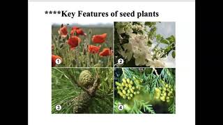 Bio 112 Seed Plants Part 1 Gymnosperms