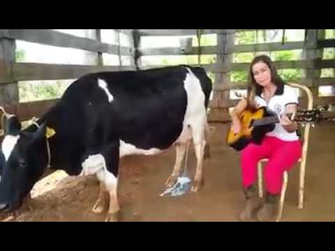 Playing guitar for cow makes her leak milk. - 981739