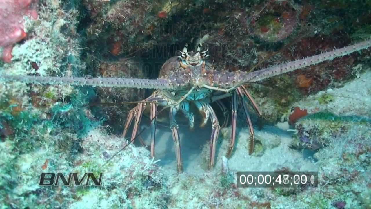 7/17/2010 HD Lobster On Reef B-Roll Footage