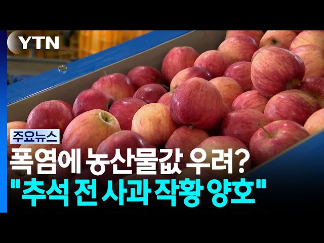 폭염폭우에 또 금사과?..."추석 산지 작황은 괜찮다" / YTN