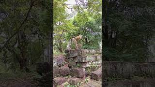 Kusvirana kwemakudo haa zviri  kwese sure