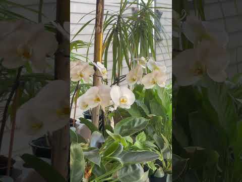 So beautiful #orchid