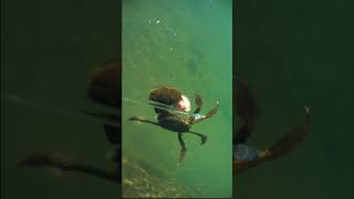 エサを手放さないモクズガニ