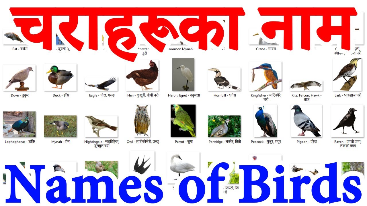 Birds In Nepal - 34 Birds Name In Nepali & English Language