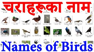 Names of BIRDS in English and Nepali   चराहरुको नाम