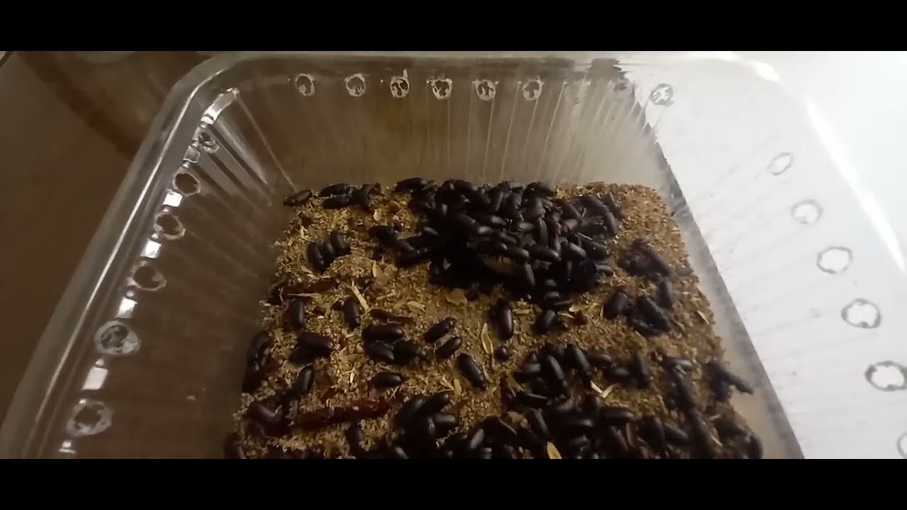 كداب اللي يقولك الواحدة بتجيب 500 دراسة جدوي حقيقية  للميل ورم