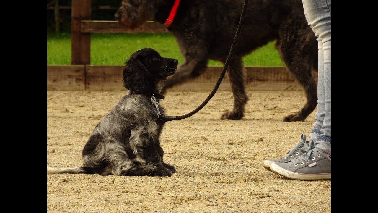 training a cocker spaniel puppy uk