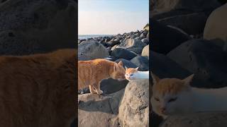 海辺の猫たち何か言い争いをしています