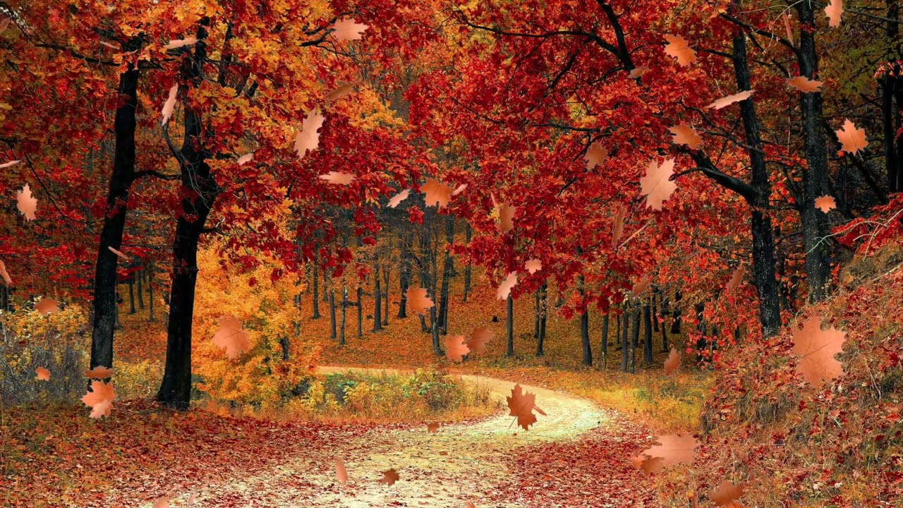 🍁 Lofi Autumn 🍁 Jazz 🍂 Wilderness 🍂 Deep Focus Cozy༄.°