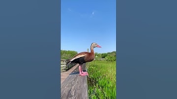 Meeting a whistling duck #nature #birds #ducks