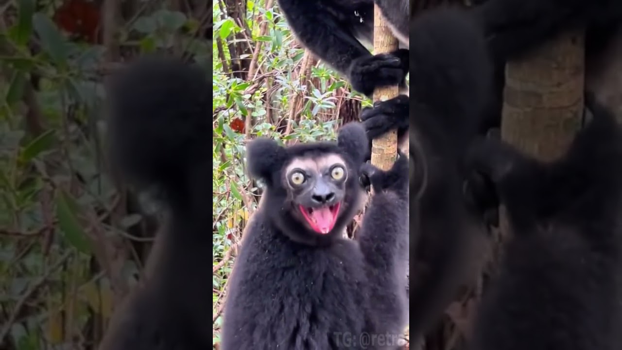 Лемуры Индри 😮
