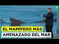 Este es el mamífero más amenazado del mar