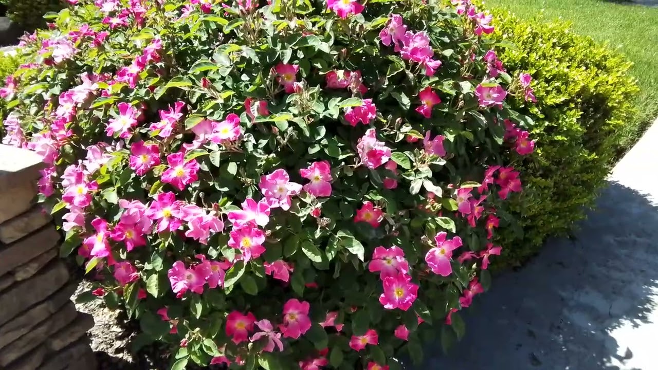 ROSES BLOOMING SO BEAUTIFUL FRONT YARD  | APRIL 22, 2025