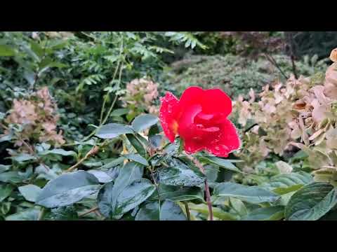 The Astrology of September 29, 2026: Awareness of our need to unite...