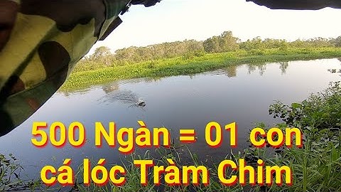 câu cá lóc 500 Ngàn = 01 con cá lóc Tràm Chim Đồng Tháp