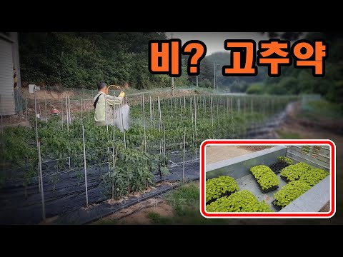 [귀촌귀농] 34~36도? 흰깨파종,두꺼비,고추약