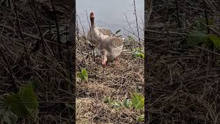Boos Paartje Grauwe Ganzen Angry Pair Of Greylag Geese Driemanspolder Zoetermeer