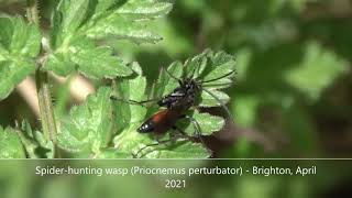 Spider-hunting Wasp (Priocnemus perturbator) - Brighton, April 2021 Priocnemus perturbator is one of three very similar species of pepsid spider wasp along with with Priocnemis susterai and Priocnemis coriacea. 

Although one would need to see the subgenital plate of this male to separate the three for certain, but this early in the year, black & red spider hunters with plain, dark wings will almost certainly be Priocnemis perturbator, it being one of the first pompilids (Spider-hunting wasps) to emerge in the spring.

Easily overlooked, it occurs in a wide range of habitats, but perhaps especially lushly-vegetated settings such as woodland edges and rides, alongside hedges and heathland verges It can also turn up in gardens and better-vegetated brownfield sites.

What might grab your attention if you look for them walking through the undergrowth, nervously flicking their wings, hunting for spider prey, is their jerky movements, large size, long legs, and often shiny-black bodies.

You might also see Spider-hunting wasps as they visit flowers for nectar, or when one a female