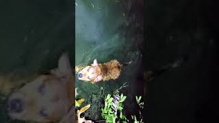 Florida Spring Camp Gator Country