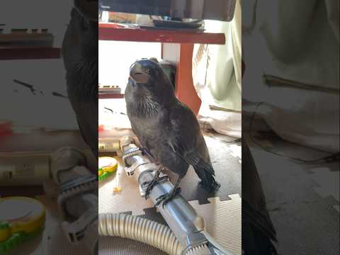 令和へーわと大声でお喋りハッピー 頭をかくの失敗しかきなおし