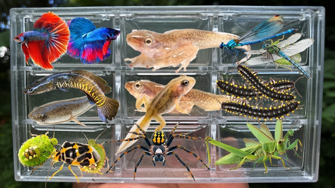 Catching insects in the garden got Channa striata Tadpoles Betta fish Millipede Spider