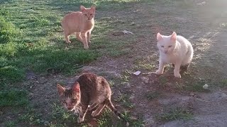 cats not homeless not eating by world of stray meowing  115 views 3 months ago 3 minutes, 24 seconds