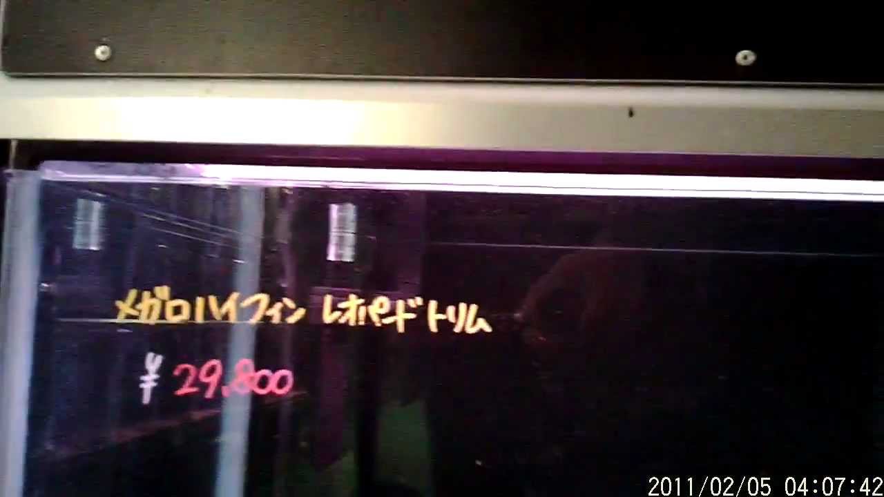 暗くとも鮮明暗視機能　スパイダーズＸ　A260