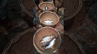 Fish Market Preparation | Fresh Fish Arat Ready for Sale #Shorts #fin_cuts_tv #FishMarket
