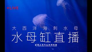 🔴 Live【2026 海生館大西洋海刺水母直播】NMMBA Atlantic Sea Nettle Live Cam | 台湾・アトランティックシーネットル水中ライブ配信
