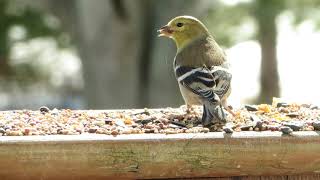 American Goldfinches in Late Winter