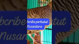 Suara burung perkutut lokal gacor alam liar -pandai memancing bunyi