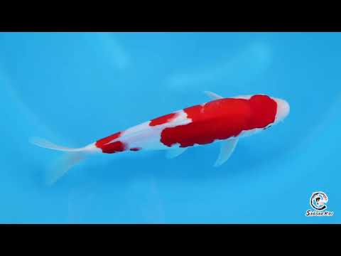 Kohaku - SK-MTS01