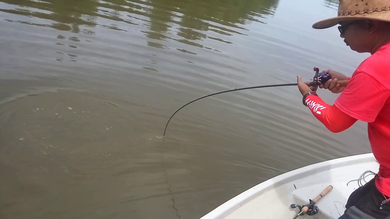 Wild barramundi at kuala trong
