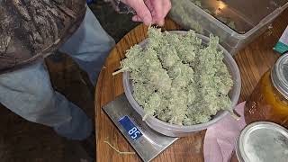 Let's Weigh MsKay    @MsKaysGarden #viral #parody #entertainment @ArcaneBuds420