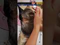 You Shouldn’t Mess With This Cat 😱#crazycat #viral #funnycat #pets #shorts #dangerous#attitude #wild