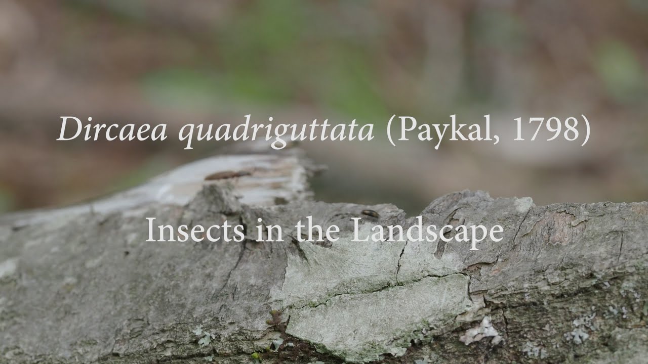 ヨツボシホソナガクチキ / Dircaea quadriguttata (Paykal, 1798)