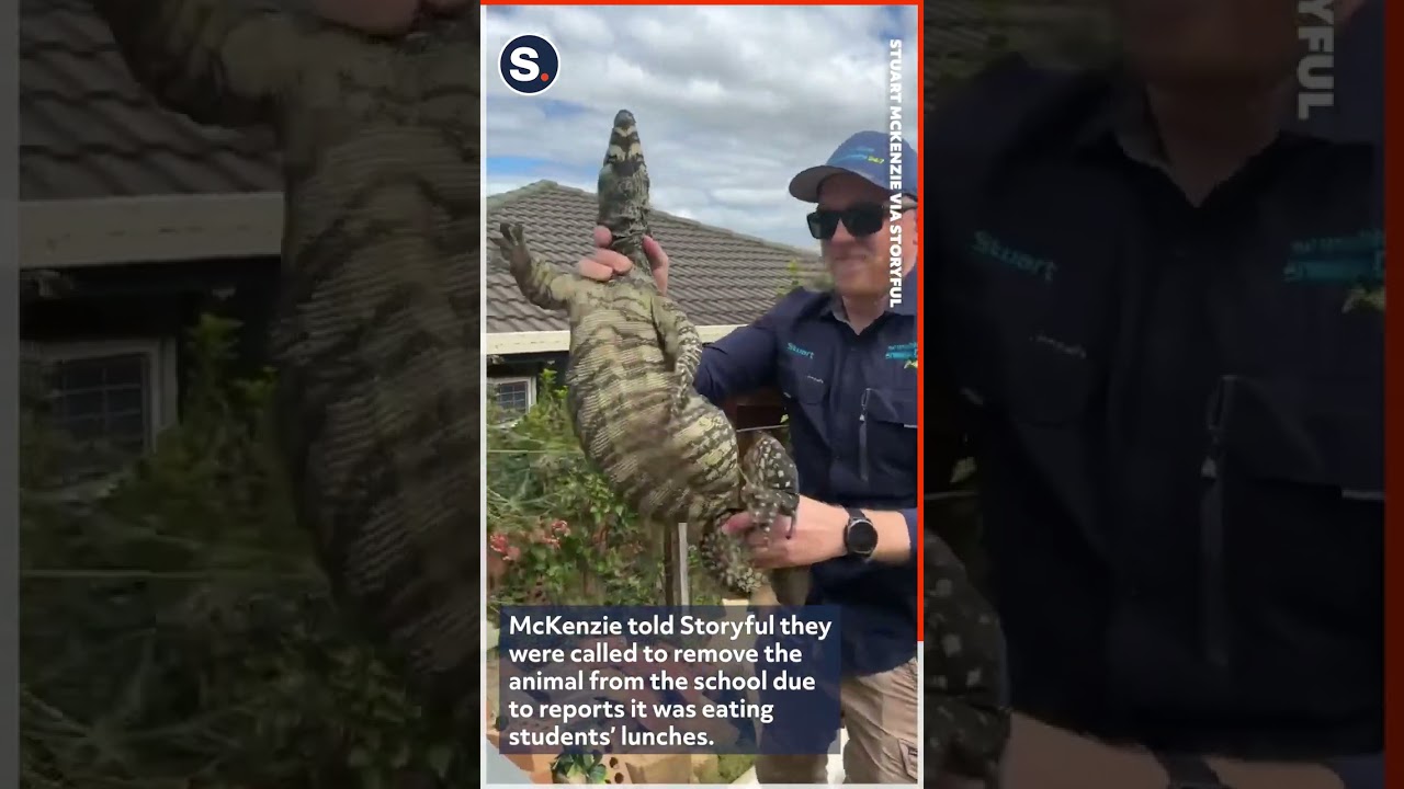 Giant Goanna Astonishes Snake Catcher