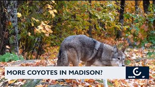 More coyotes in Madison