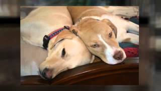 Pet Friendly Hotels | Virginia Beach, Virginia