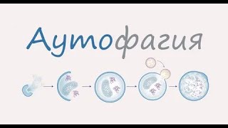 #Голодание для клеток — исцеление для тела.  Секрет Александра #Микулина / #Аутофагия