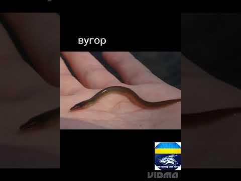 Найбільші спійми риби