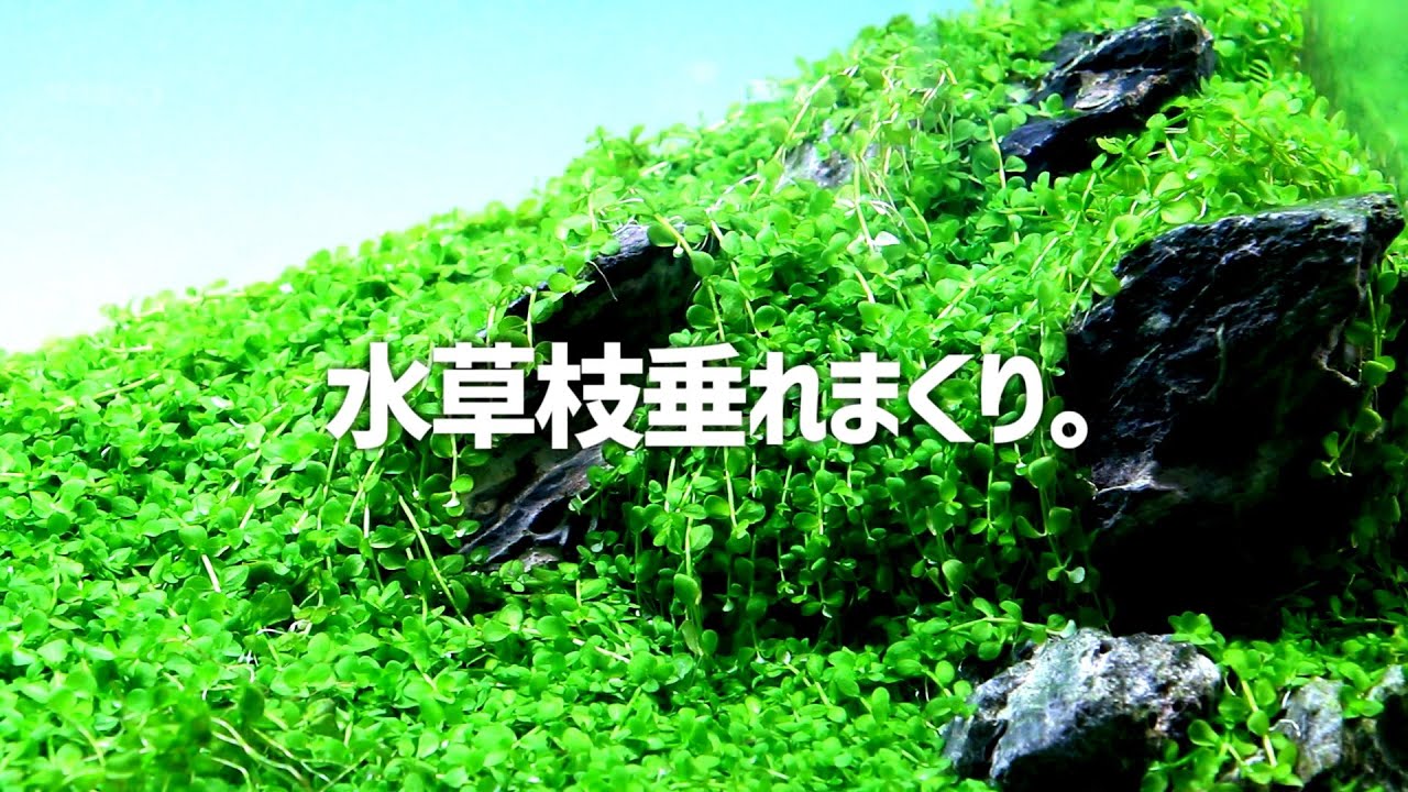 New Large Pearl Grass is branching out in a month. #287 [Aquarium