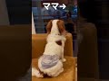 最後の反応が可愛すぎる…窓に映った飼い主を見つめるキャバリア犬 #shorts