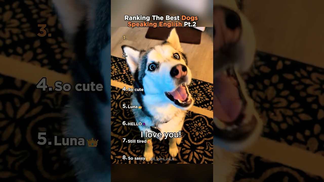 Рейтинг лучших собак, говорящих по-английски (часть 2)