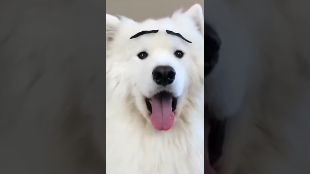 When your dog has more expressions than you 😂🐾❤️ #trending